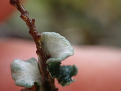 Erioderma sorediatum