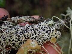 Hypogymnia lophyrea