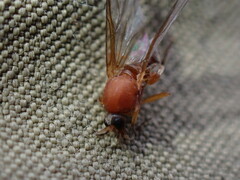 Simuliidae