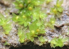 Physcomitrium patens