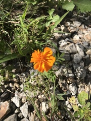 Tagetes