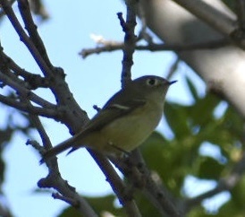 Ruby-crowned Kinglet photographed in Idaho