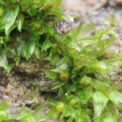 Physcomitrium patens