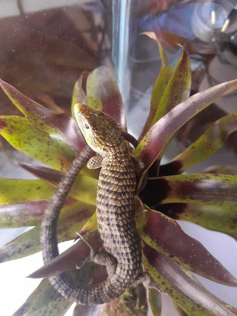Cope's Arboreal Alligator Lizard