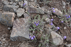 Polemonium pulcherrimum