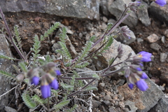 Polemonium pulcherrimum