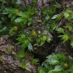 Physcomitrium patens