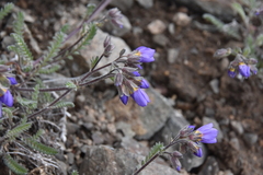 Polemonium pulcherrimum