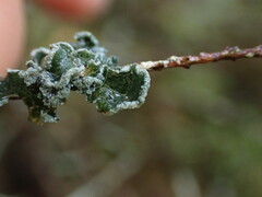 Erioderma sorediatum