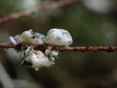 Erioderma sorediatum