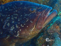 Epinephelus marginatus