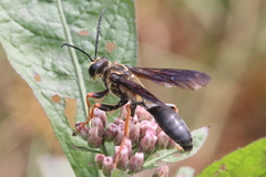 Sphex flavovestitus
