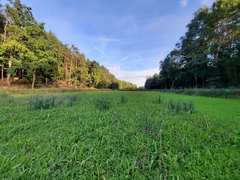 Physcomitrium patens