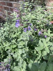 Nepeta