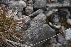 Luzula spicata