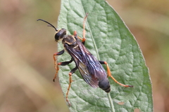 Sphex flavovestitus