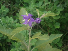 Solanum houstonii