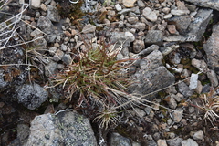 Luzula spicata