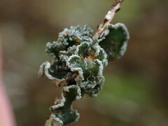 Erioderma sorediatum