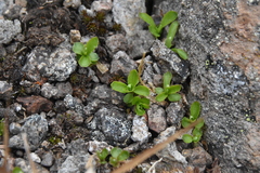 Campanula lasiocarpa