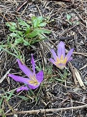 Colchicum montanum
