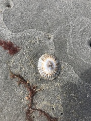 Testudinalia testudinalis