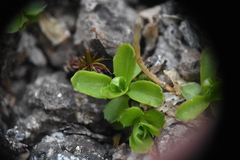 Campanula lasiocarpa