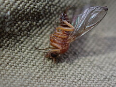 Simuliidae