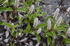 Salix arctica