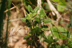 Teucrium