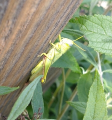 Schistocerca shoshone