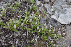 Salix arctica