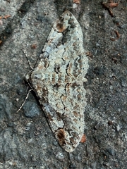 Iridopsis larvaria