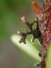 Hypogymnia hultenii