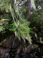 Usnea longissima