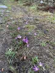 Colchicum montanum