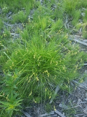 Carex foenea