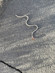 Diadophis punctatus regalis