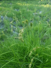Carex foenea