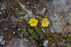 Ranunculus eschscholtzii