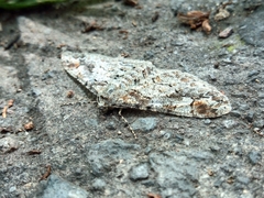 Iridopsis larvaria