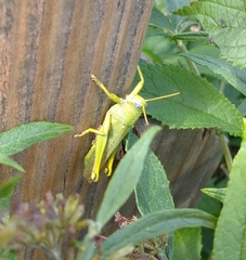 Schistocerca shoshone