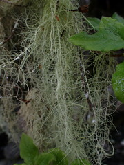 Usnea longissima