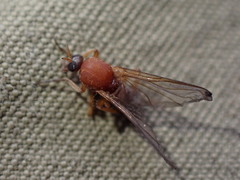 Simuliidae