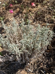 Santolina chamaecyparissus
