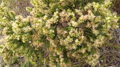 Passerina corymbosa