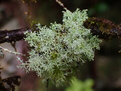 Sphaerophorus tuckermanii