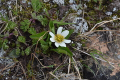Caltha leptosepala