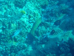 Gymnothorax flavimarginatus