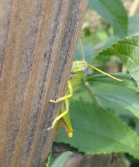 Schistocerca shoshone